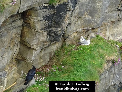 Ravens in Mullaghmore